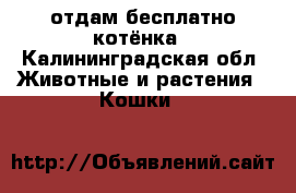 отдам бесплатно котёнка - Калининградская обл. Животные и растения » Кошки   